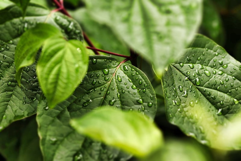 Water Plants