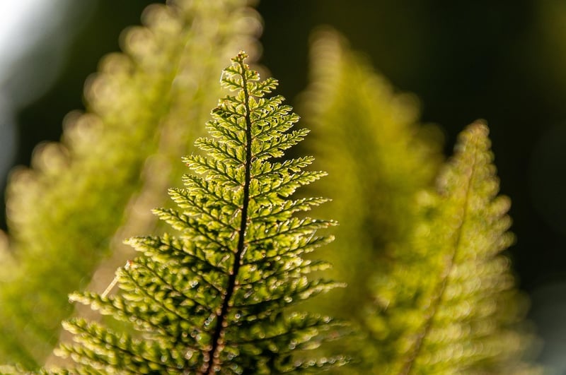 Fern Plant