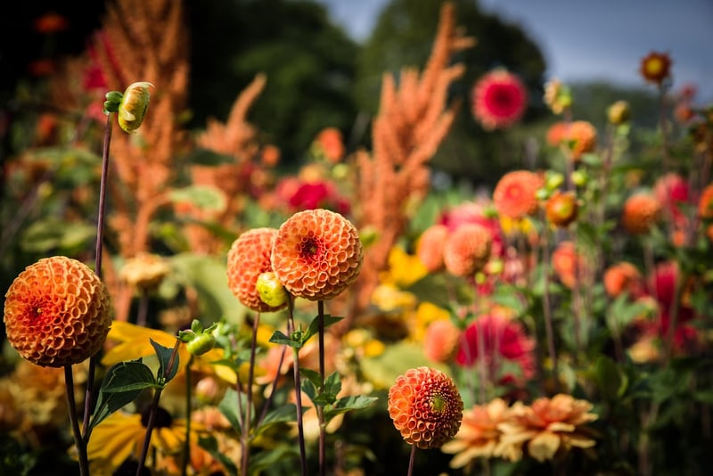 Flowers in a garden