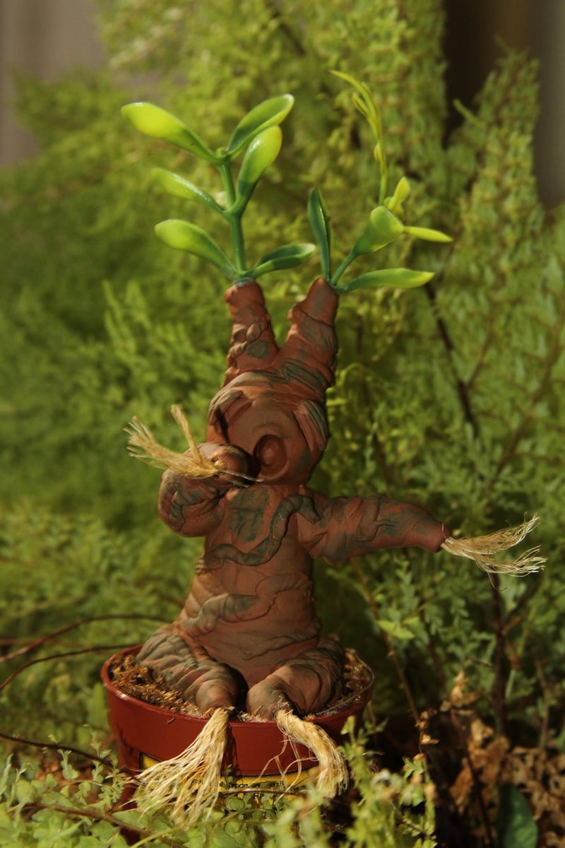 Mandrake Plant