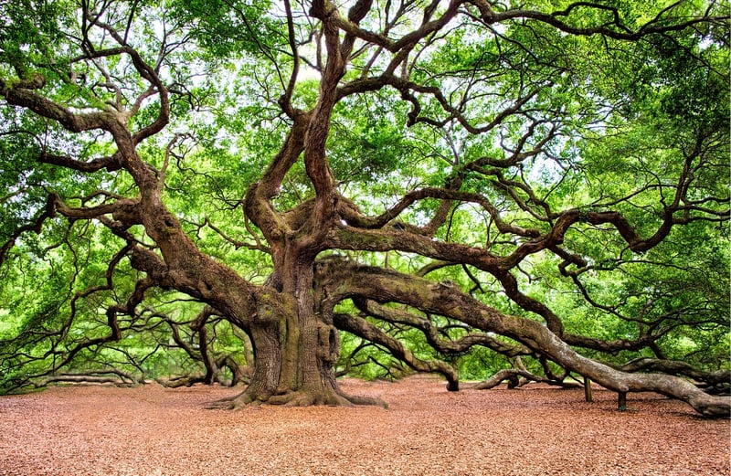 Mystical Tree