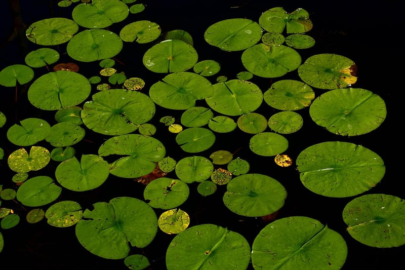 Water Lily